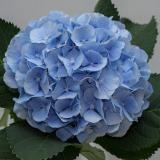 CHMLN 'Verena'® blauw