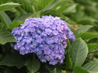 Hydrangea Together® blue