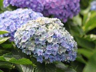 Hydrangea macr Together