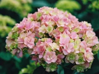 Hydrangea macr Together