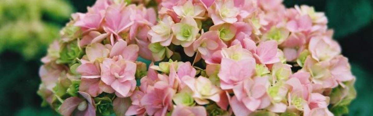 Van Klaveren Plant Hortensia