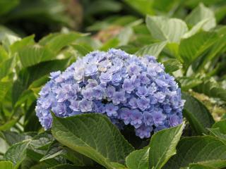 Hydrangea Together® blue