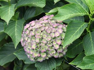 Hydrangea macr Together