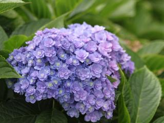 Hydrangea macr Together