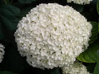 Hydrangea Aborescens Annabelle