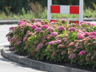 Hydrangea macr Together