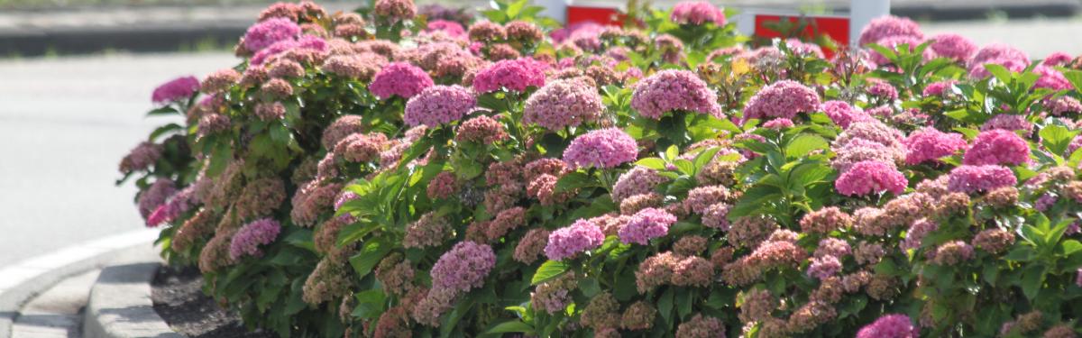 Van Klaveren Plant Hortensia