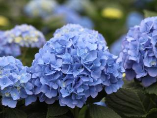 CHLMN 'Hilde Moorhof®