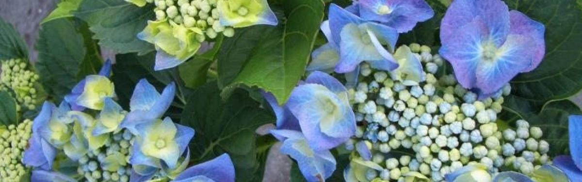 Van Klaveren Plant Hortensia