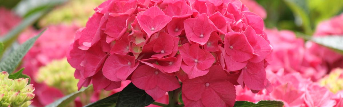 Van Klaveren Plant Hortensia