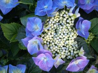 Гидрангея "Синие цветы по краям"