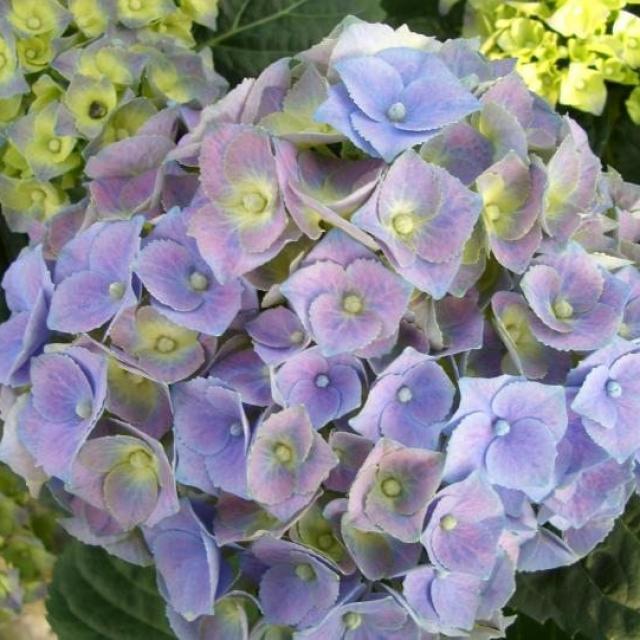 Hydrangea Macrophylla 'Blue ball'