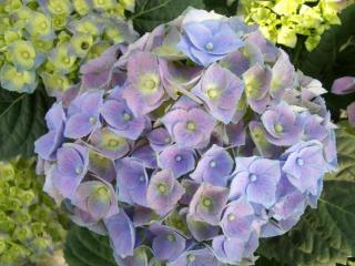 Hydrangea Macrophylla 'Blue ball'