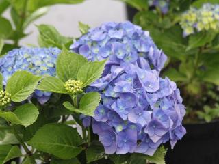 Hydrangea Macrophylla 'Blue ball'