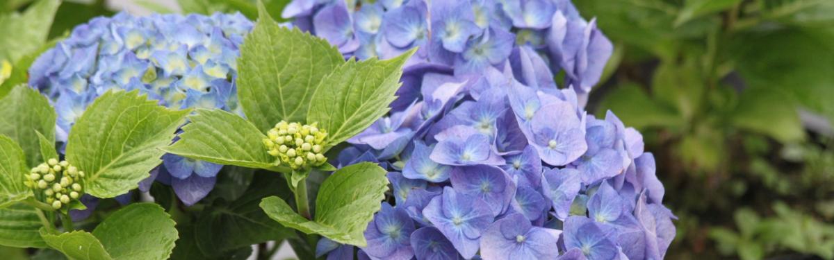 Van Klaveren Plant Hortensia