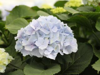 CHMLN 'Verena'® blauw