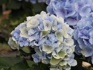 CHMLN 'Verena'® blauw
