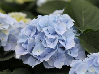 CHMLN 'Verena'® blauw