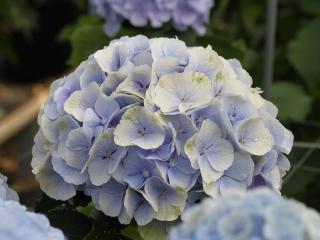 CHMLN 'Verena'® blauw