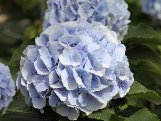 Everbloom® Blue Wonder