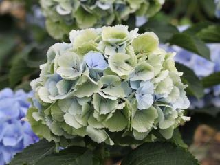 CHMLN 'Verena'® blauw