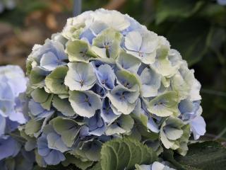 CHMLN 'Verena'® blauw