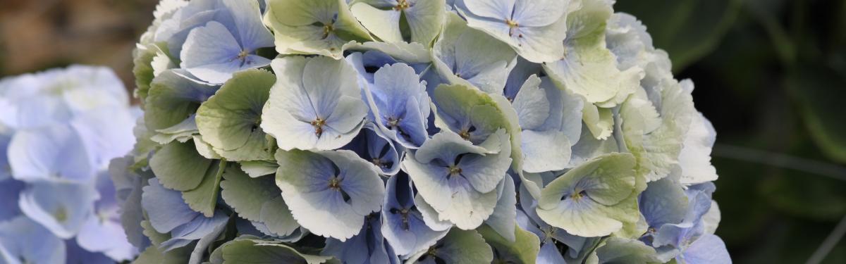 Van Klaveren Plant Hortensia