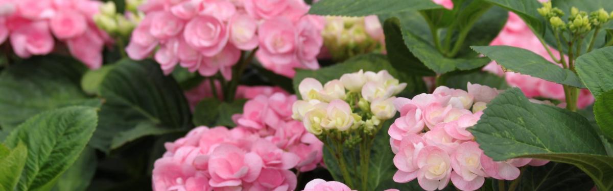 Van Klaveren Plant Hortensia