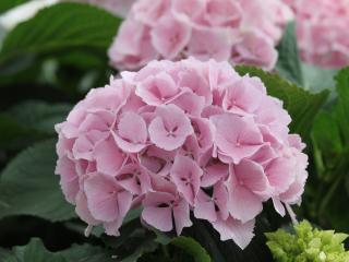 CHLM® Verena