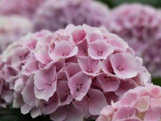 CHLM® Verena