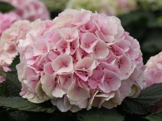 CHLM® Verena