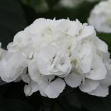 Hydrangea Macrophylla Whiteball