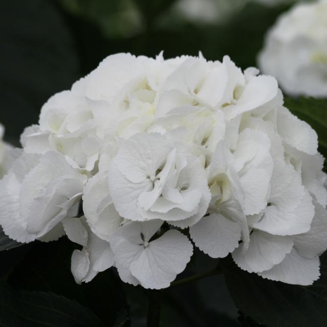 Hydrangea Macrophylla Whiteball