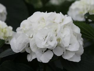 Everbloom® White Wonder