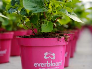 Коллекция гортензий EVERBLOOM®