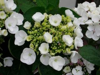 Hydrangea Macrophylla witte randbloeier