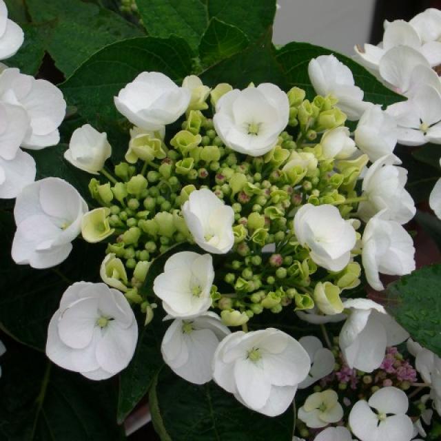 Hydrangea Macrophylla white edge bloom