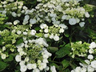 Hydrangea Macrophylla witte randbloeier