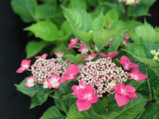 Hydrangea Macrophylla rode randbloeier