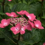 Hydrangea Macrophylla rode randbloeier