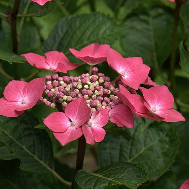 Hydrangea Macrophylla red edge bloom