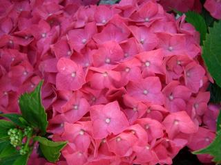 Hydrangea Pink ball