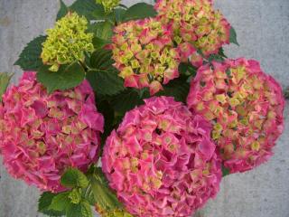 Hydrangea Pink ball