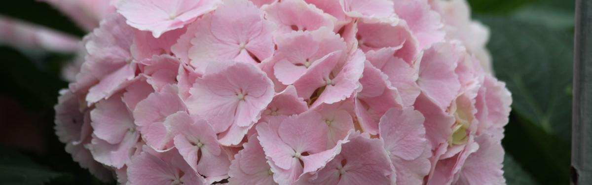 Van Klaveren Plant Hortensia