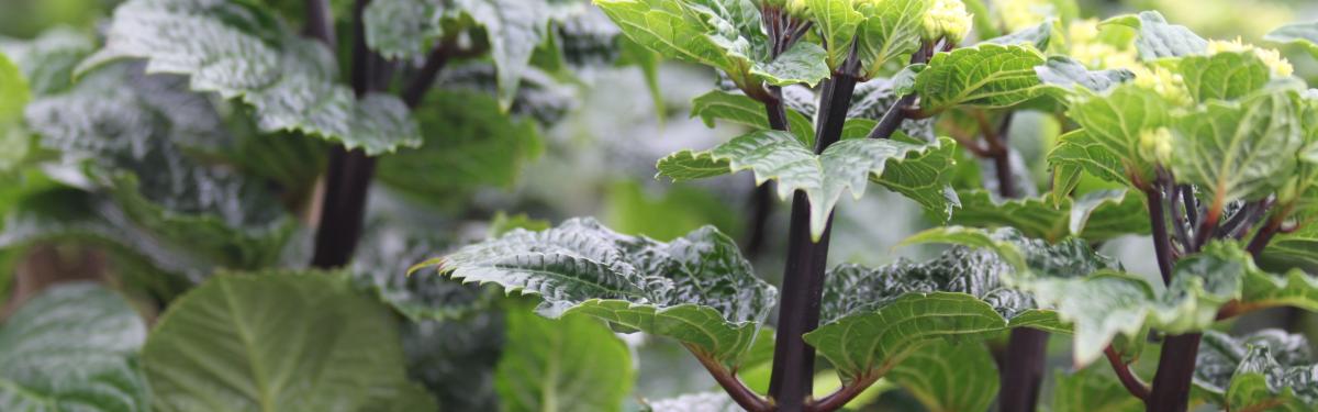 Van Klaveren Plant Hortensia