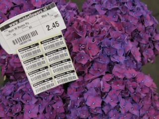 CHLMN 'Rodeo'® paars