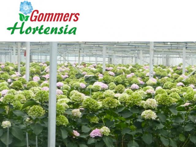 Gommers Hortensias