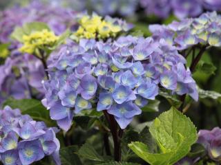 Hydrangea Black Steel® blue