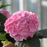 CHLMN Margerita®