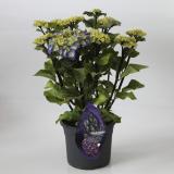 Hydrangea Black Steel® blue